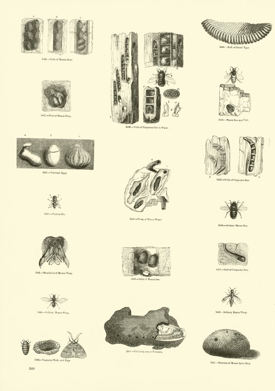 Side fra The Pictorial Museum of Animated Nature av English School