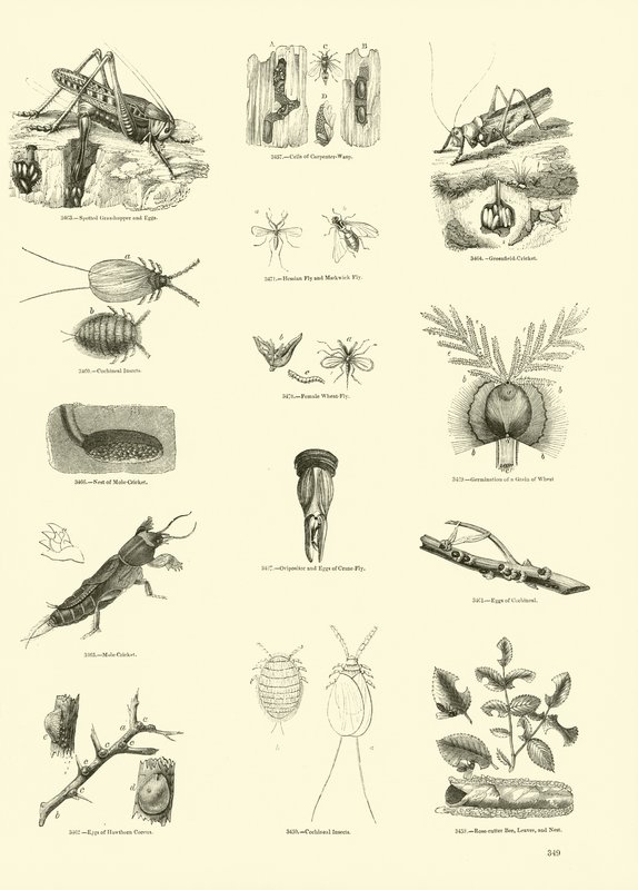 Side fra The Pictorial Museum of Animated Nature av English School