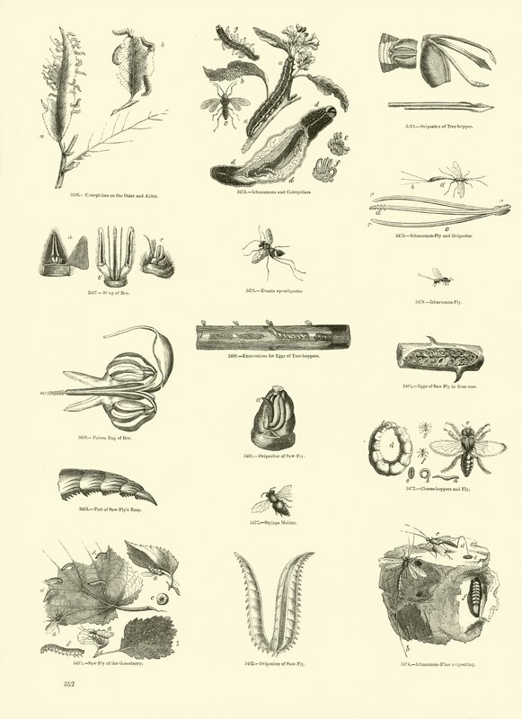 Side fra The Pictorial Museum of Animated Nature av English School