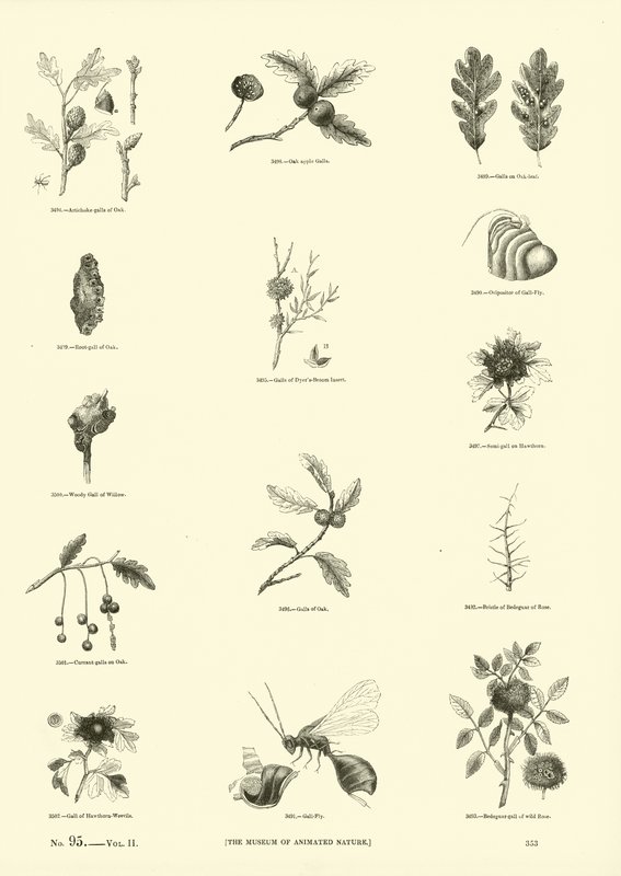Side fra The Pictorial Museum of Animated Nature av English School