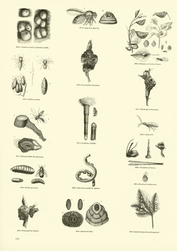 Side fra The Pictorial Museum of Animated Nature av English School
