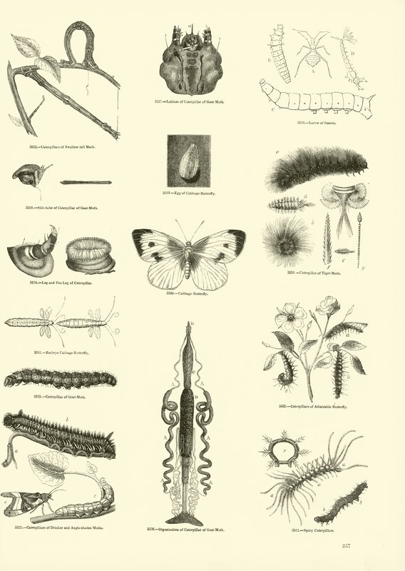 Side fra The Pictorial Museum of Animated Nature av English School