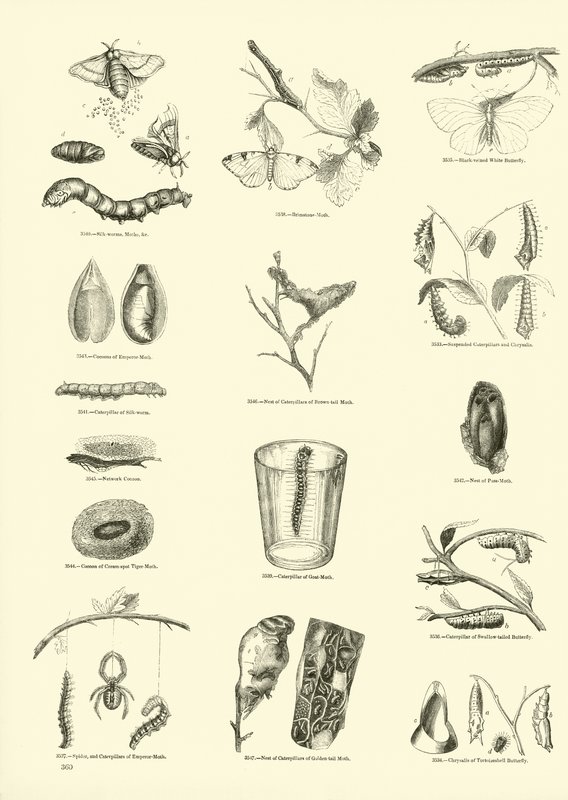 Side fra The Pictorial Museum of Animated Nature av English School