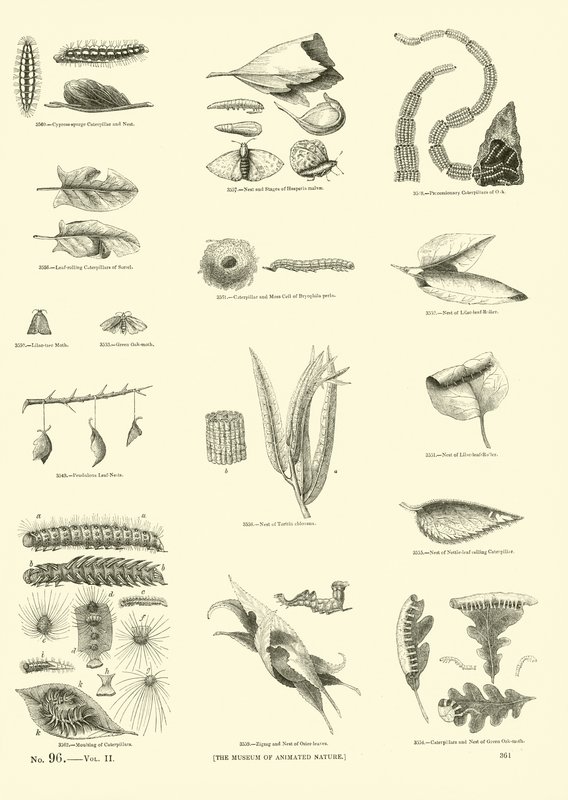 Side fra The Pictorial Museum of Animated Nature av English School