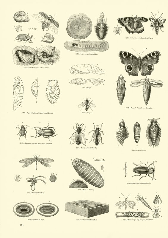 Side fra The Pictorial Museum of Animated Nature av English School