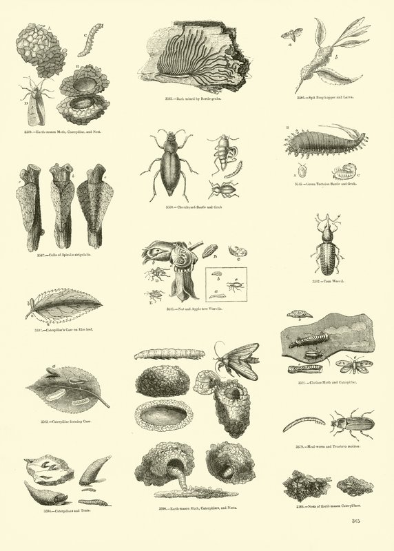 Side fra The Pictorial Museum of Animated Nature av English School