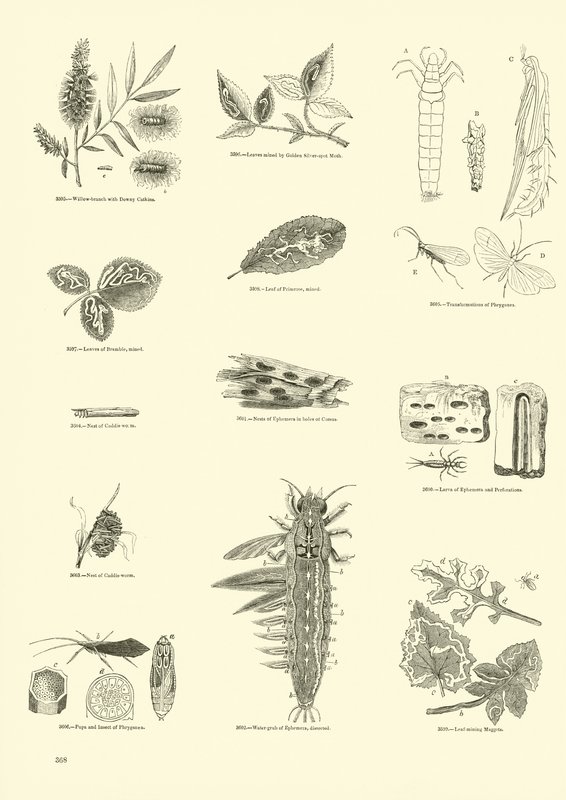Side fra The Pictorial Museum of Animated Nature av English School