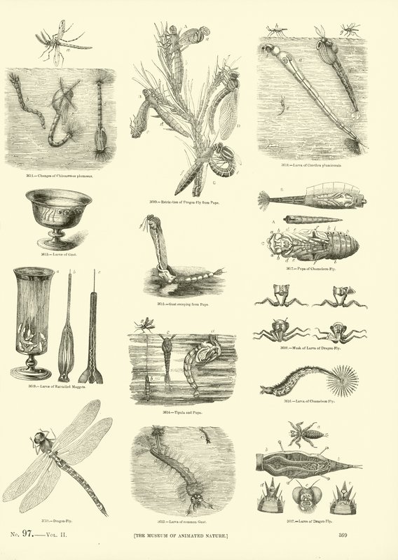 Side fra The Pictorial Museum of Animated Nature av English School