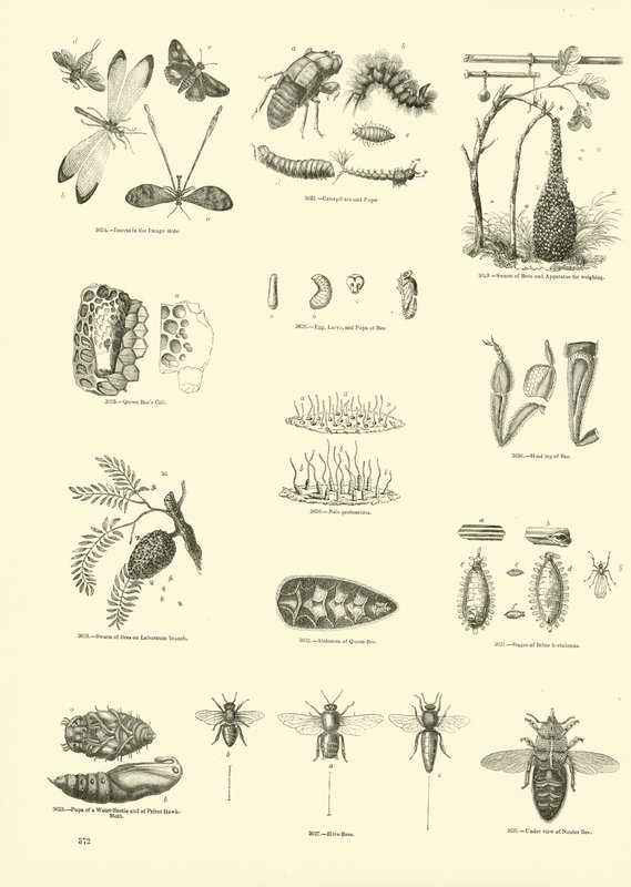 Side fra The Pictorial Museum of Animated Nature av English School