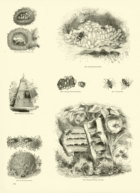 Side fra The Pictorial Museum of Animated Nature av English School