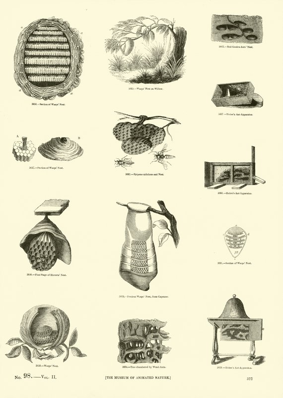 Side fra The Pictorial Museum of Animated Nature av English School