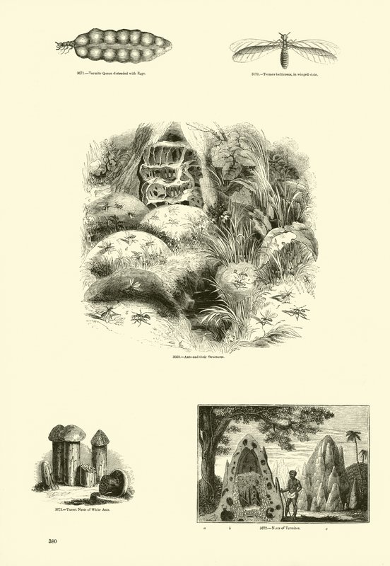 Side fra The Pictorial Museum of Animated Nature av English School