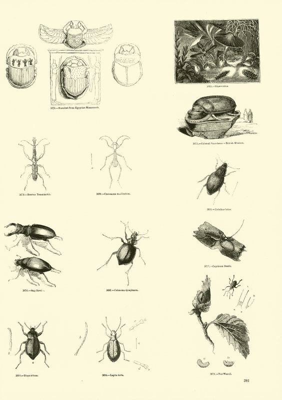 Side fra The Pictorial Museum of Animated Nature av English School