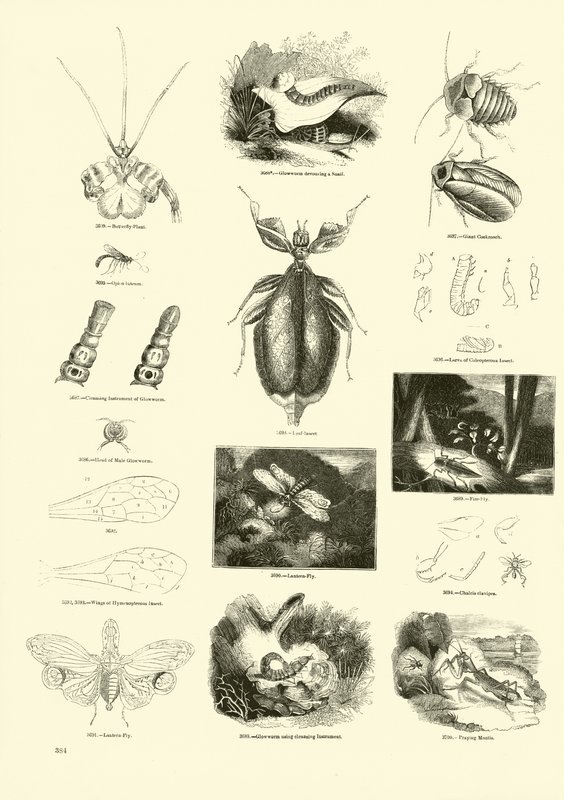 Side fra The Pictorial Museum of Animated Nature av English School