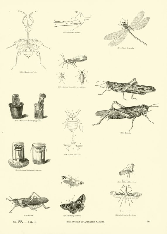 Side fra The Pictorial Museum of Animated Nature av English School