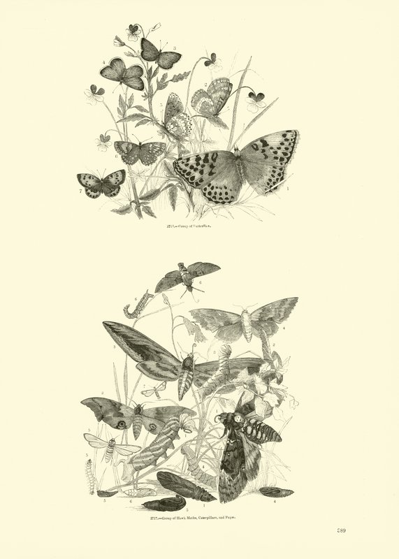 Side fra The Pictorial Museum of Animated Nature av English School