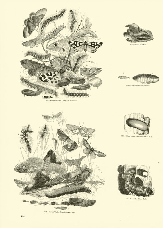 Side fra The Pictorial Museum of Animated Nature av English School