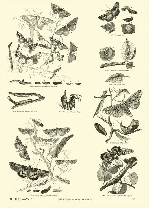 Side fra The Pictorial Museum of Animated Nature av English School