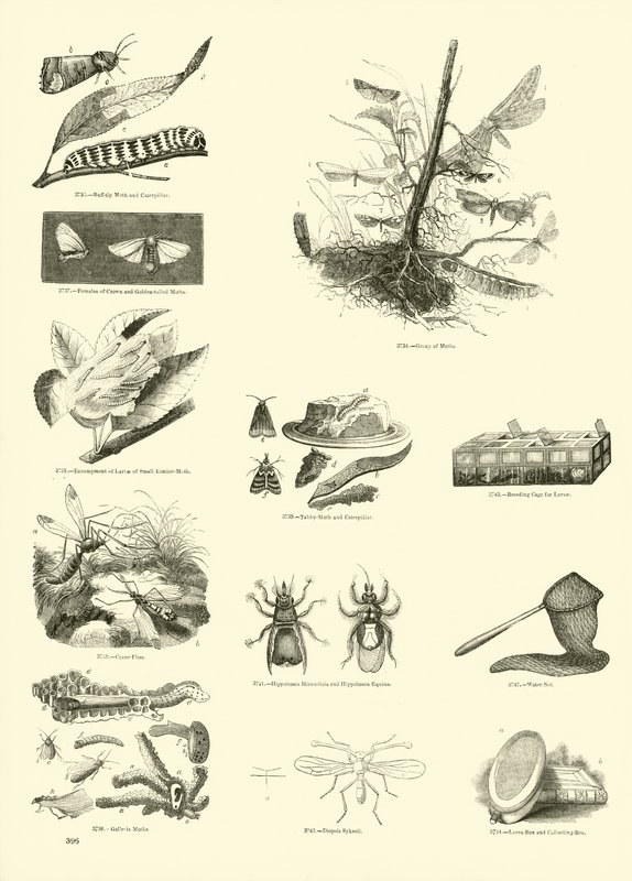 Side fra The Pictorial Museum of Animated Nature av English School