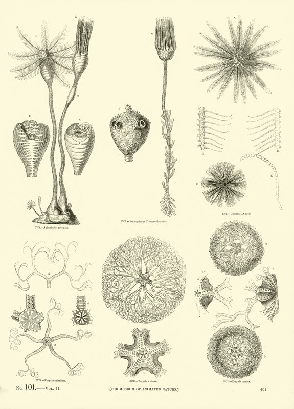 Side fra The Pictorial Museum of Animated Nature av English School