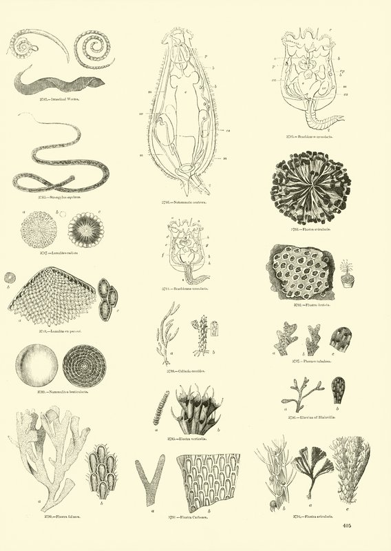 Side fra The Pictorial Museum of Animated Nature av English School