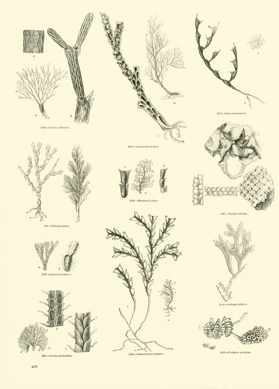 Side fra The Pictorial Museum of Animated Nature av English School