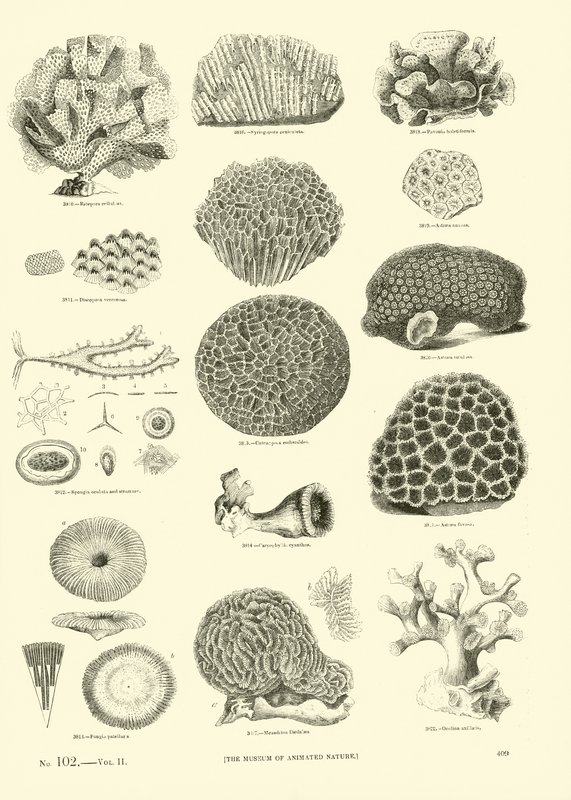 Side fra The Pictorial Museum of Animated Nature av English School