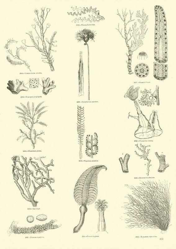 Side fra The Pictorial Museum of Animated Nature av English School