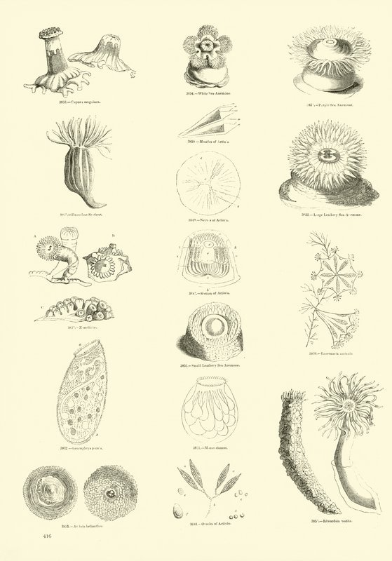 Side fra The Pictorial Museum of Animated Nature av English School