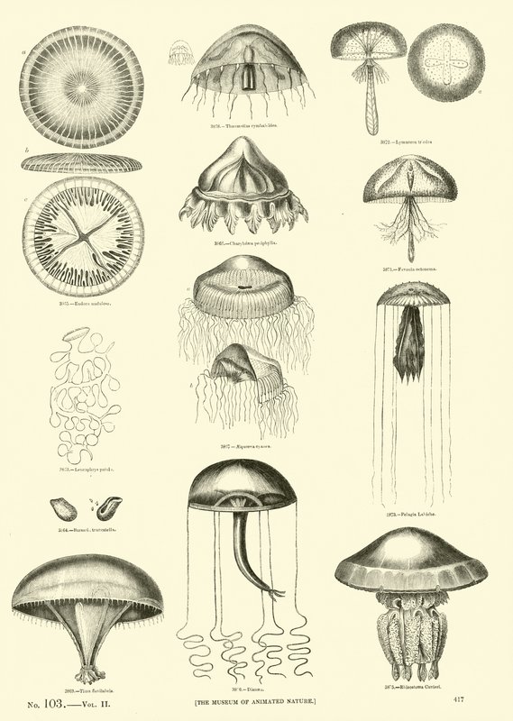 Side fra The Pictorial Museum of Animated Nature av English School