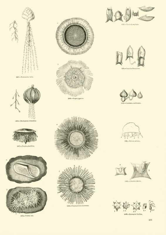 Side fra The Pictorial Museum of Animated Nature av English School