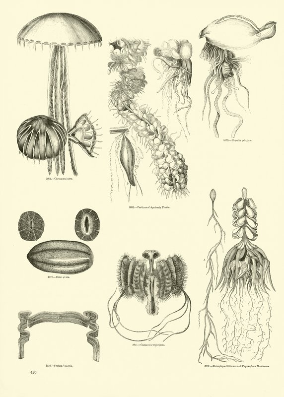 Side fra The Pictorial Museum of Animated Nature av English School