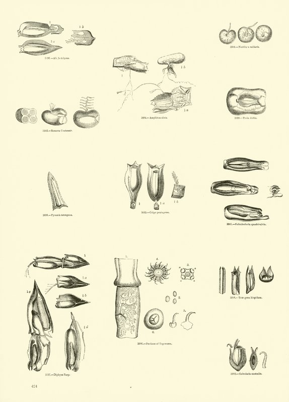 Side fra The Pictorial Museum of Animated Nature av English School
