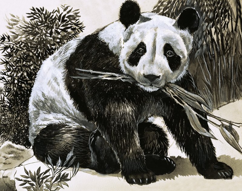 Panda av English School