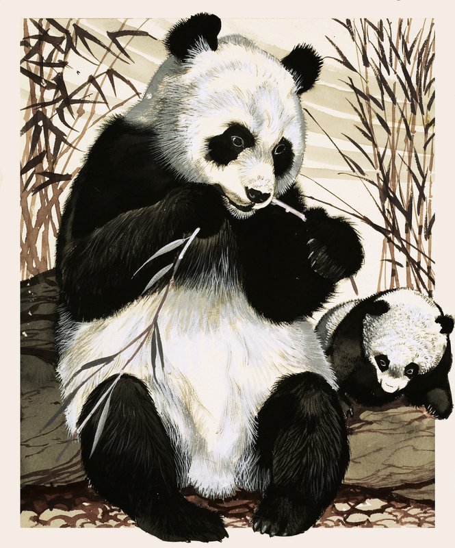 Panda og unge av English School