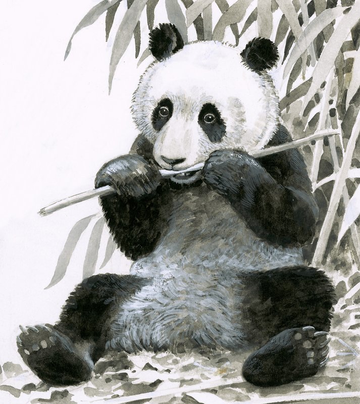 Panda tygger bambus av English School