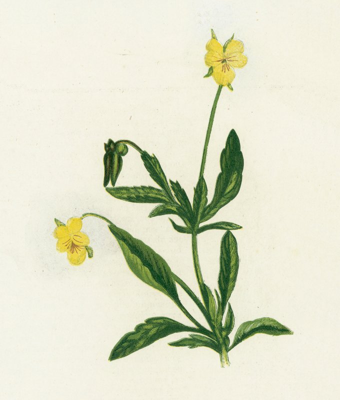 Stemorsblomst, eller Heartsease, Viola Tricolor av English School