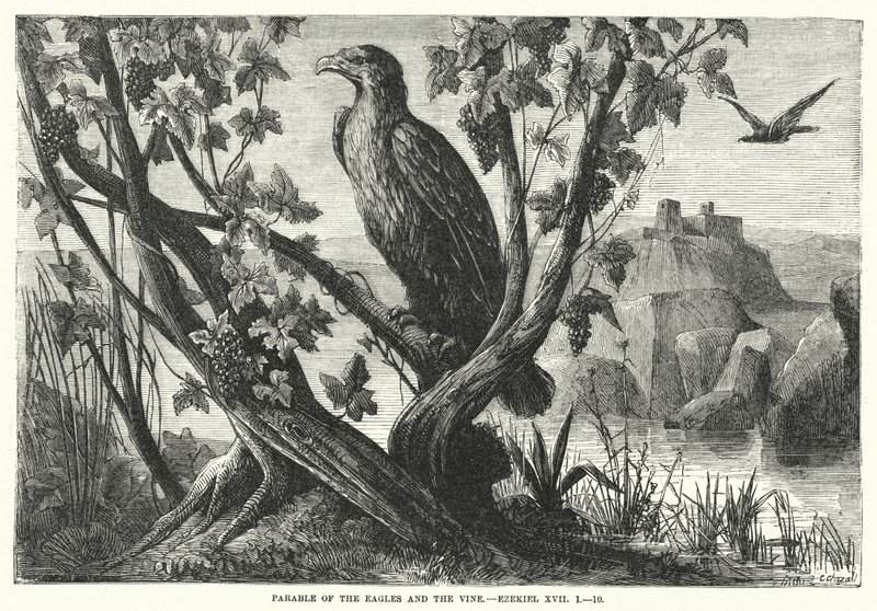 Lignelse om ørnene og vintreet, Esekiel XVII av English School