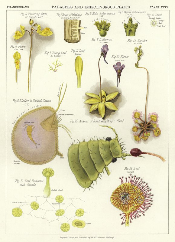 Parasitter og insektetende planter av English School