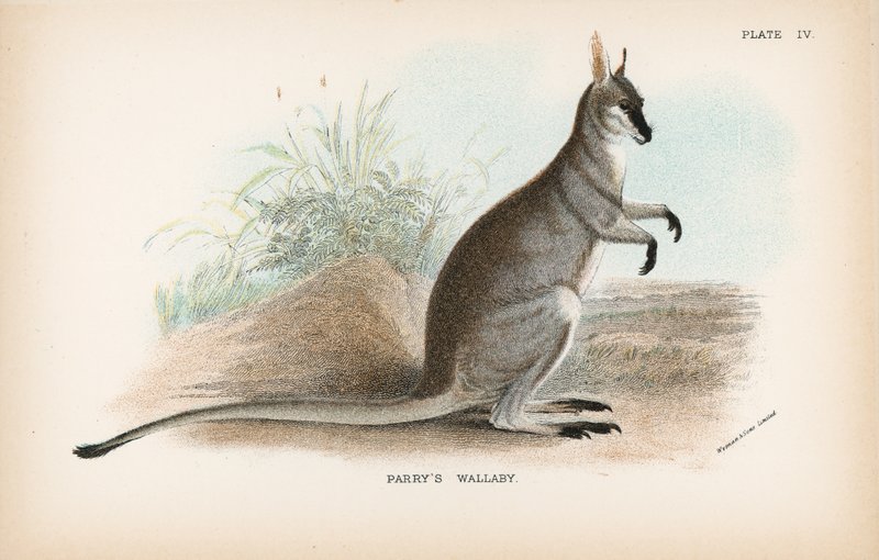 Parrys Wallaby av English School