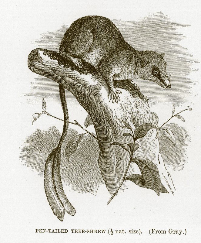 Pennehalesmus, illustrasjon fra The Royal Natural History av English School