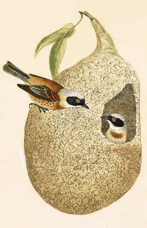 Penduline Tit, illustrasjon fra 