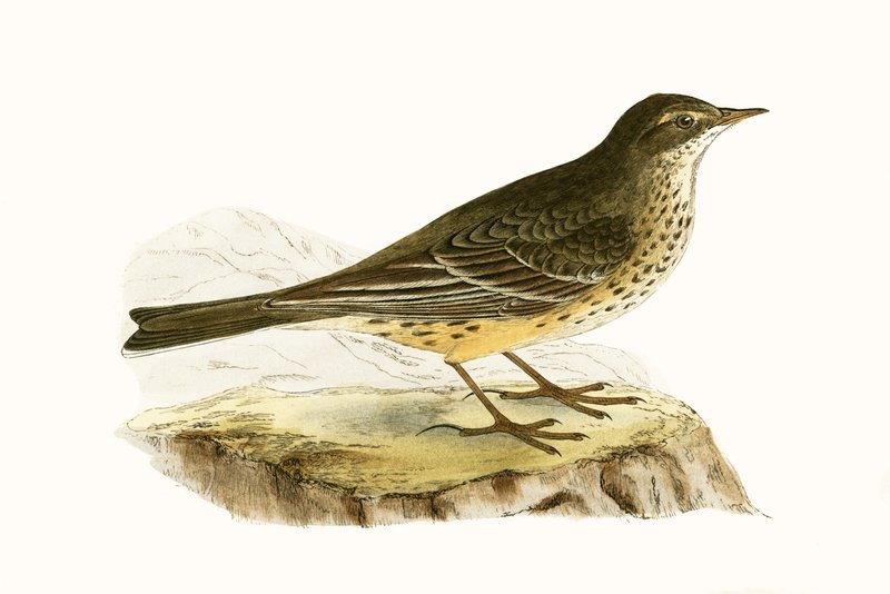 Pennsylvanian Pipit, illustrasjon fra 