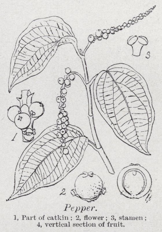 Pepper (litho) av English School