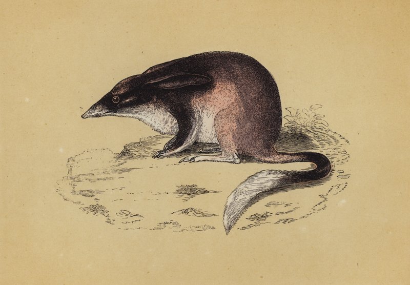 Perameles (farge litho) av English School