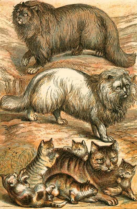 Persisk katt, Angola katt, huskatt og kattunger av English School