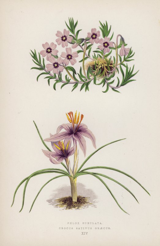 Phlox Subulata; Crocus sativus Greecus (farge litho) av English School