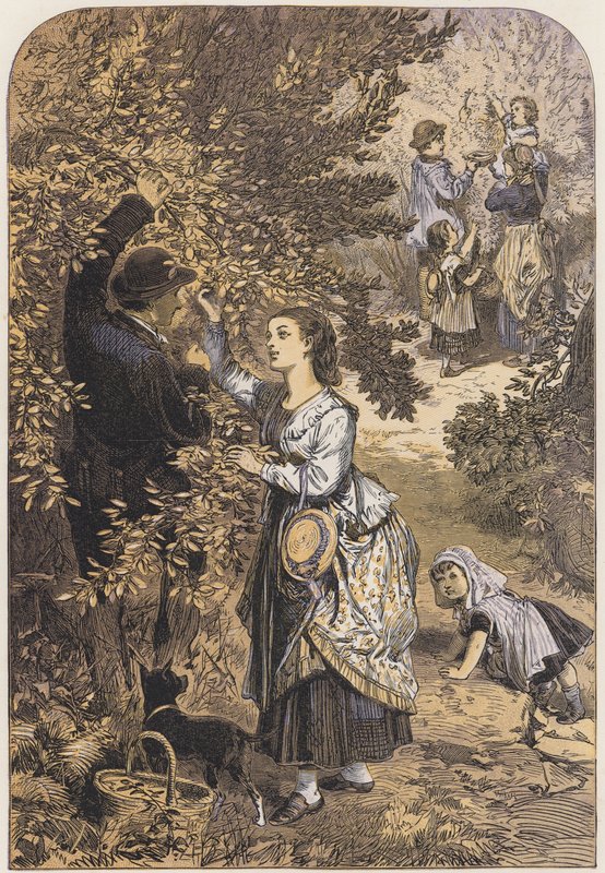 Plukke nøtter (farge litho) av English School