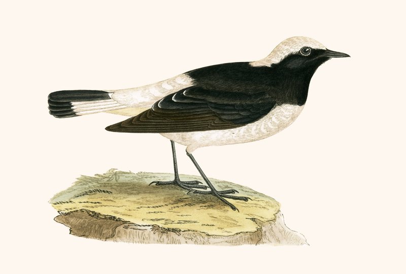 Pied Wheatear, illustrasjon fra 'A History of the Birds of Europe Not Observed in the British Isles' av Charles Robert Bree (1811-86), utgitt 1867 av English School