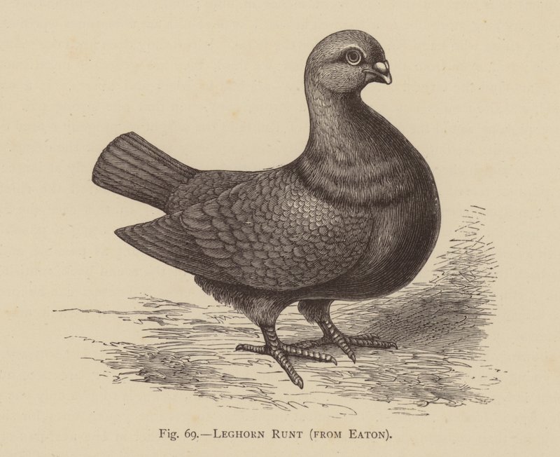 Duer: Leghorn Runt, fra Eaton (gravering) av English School